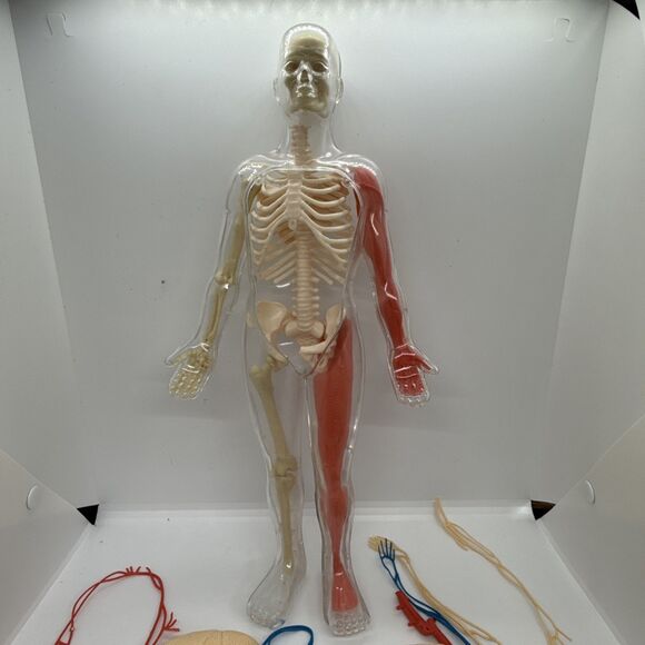 Vintage The Human Body Book And See-Through Model- Human Skeleton Kit - Picture 2 of 11